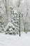 Weather, cold, winter in the city. Tree branches covered with fresh white snow and hoarfrost after snowfall in the park on the