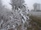 Weather after ice snowstorm. Plants in fields with frozen ice crystals