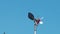 Weather vane against a blue clear sky