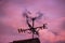 Weather vane spinning in strong wind