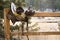 Weathered Antique Saddle on Fence