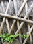 Weathered bamboo crisscross grid with bright green plants at the bottom