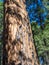 Weathered bark of giant sequoia tree