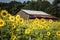 A Weathered Barn Amidst Field of Sunflowers