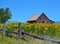 WEATHERED BROWN BARN WITH YELLOW WILDFLOWERS IN FOREGROUND