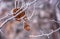 Weathered brown foliage on a frozen branch