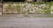 Weathered concrete surrounding wall covered with creeper plant with a worn tiled sidewalk and asphalt road in front.