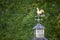 A weathered copper rooster weathervane on a wooden cupola with pecan trees in the background.