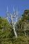 Weathered dead cedar tree, Tonquin Beach