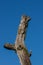 Weathered dead tree trunk against blue sky