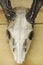 WEATHERED DEER SKULL MOUNTED