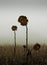 Weathered and dried sunflowers on a field in winter, with foggy clouds in the background