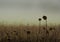 Weathered and dried sunflowers on a field in winter, with foggy clouds in the background