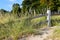 Weathered fence in dune grass