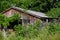 Weathered and Forgotten Barn Overgrown with Lush Green Foliage