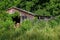 Weathered and Forgotten Barn Overgrown with Lush Green Foliage