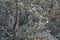 Weathered gray rock face with orange and white mineral veins as a nature background