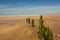 Weathered Groynes on sandy beach