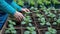 The weathered hands of the elderly man delicately handle seedlings, as his garden blossoms into a symphony of colors