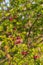 Weathered Hawthorn fruits