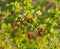 Weathered Hawthorn fruits