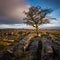 Weathered hawthorn tree in Yorkshire Dales