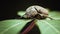 Weathered June beetle on top of a green leaf close-up macro photo