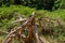 Weathered juniper bush in a nature park