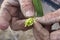 Weathered Mans Farm Hands Holding Barely Plant