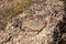 Weathered Molten Granite Rock in Sunlight