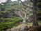 Weathered Monterey Cypress trees