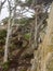 Weathered Monterey Cypress trees