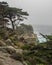 Weathered Monterey Cypress trees at the coast