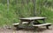 Weathered Picnic Table in a Forest