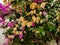 Weathered pink bougainville flower growing on wall