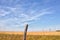 Weathered post by corn field