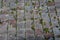 Weathered rooftop, asphalt shingles covered with green moss, lichen, and fall leaves and debris