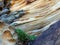 Weathered Sandstone Patterns, Bondi Beach, Australia