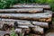 Weathered sawn pine tree trunks with cracks and a clear texture lie on the ground