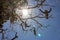 Weathered skulls of cow on bare branches with sun rays. Bull skulls hanging on rope against sunlight. Heads of dead cows on tree.