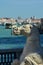 A weathered statue of a horse overlooks the Grand Canal in Venice