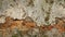 Weathered Stone Covered in Lichen