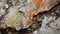 Weathered Stone Covered in Lichen