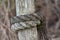 Weathered Texture of Post at the Beach