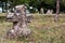 Weathered tombstone in an old cemetery