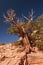 Weathered Tree against the sky