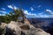 Weathered tree on mountain top