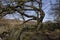 Weathered tree in Padley Gorge, Derbyshire