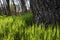 Weathered Tree Trunk With a Green Grass Backdrop