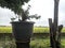 Weathered trees and potted bonsai plants